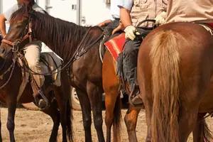 Ft. Polk Looking To Find Homes For 750 Horses