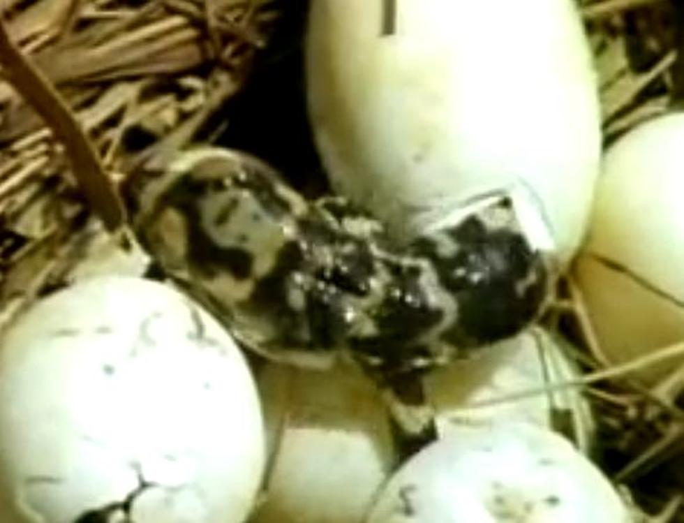 Two Cited For Stealing Alligator Eggs