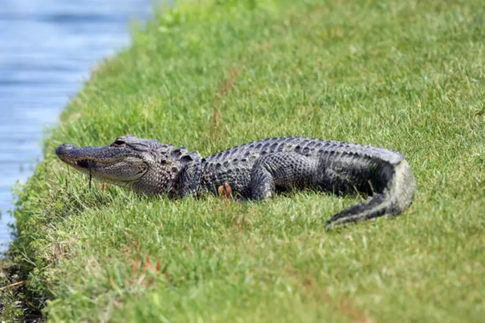 Alligator Removed From Crowley Apartment Complex