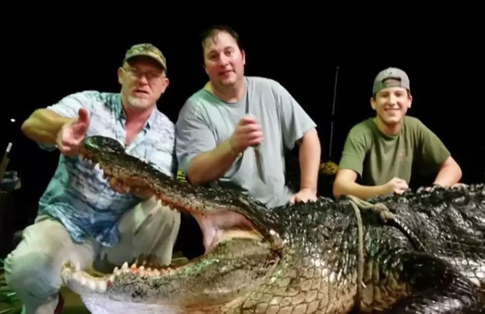 920-Pound Alligator Caught In Alabama! [Photo]