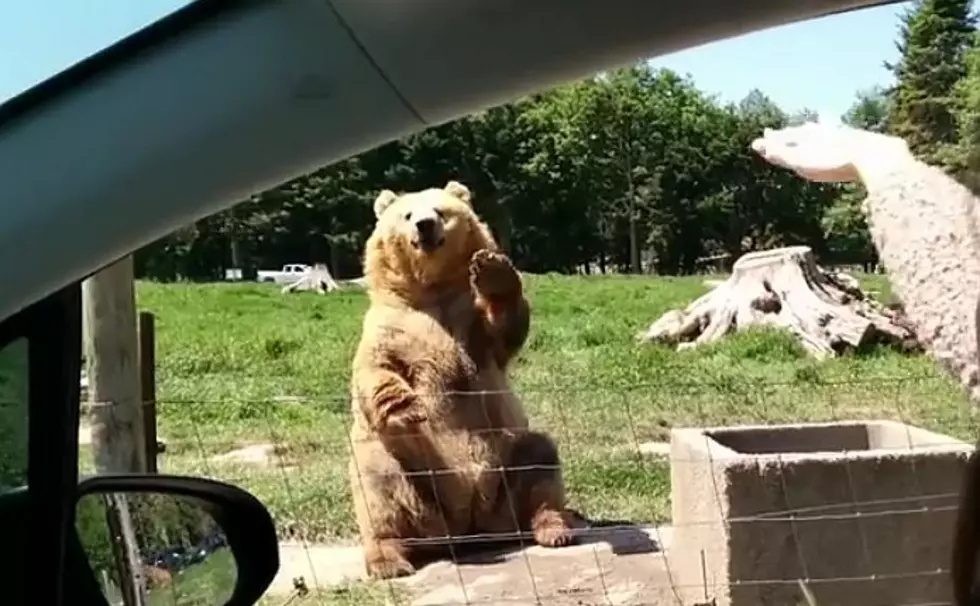 Watch This Bear Make An Awesome One Handed Catch [Video]