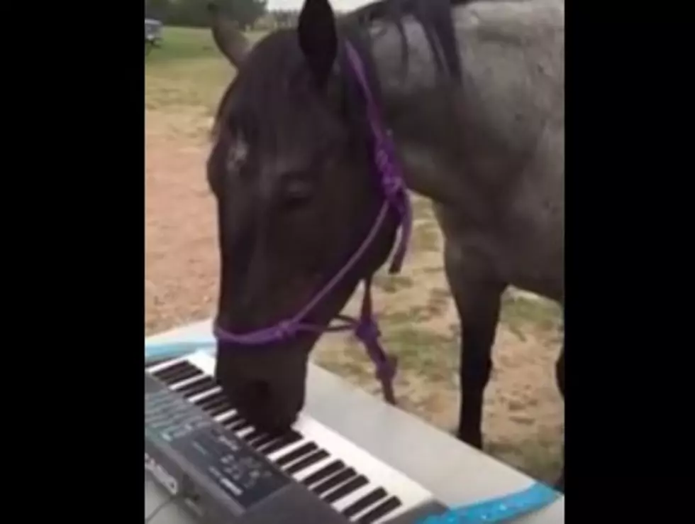 Just A Horse Playing The Keyboards [Video]