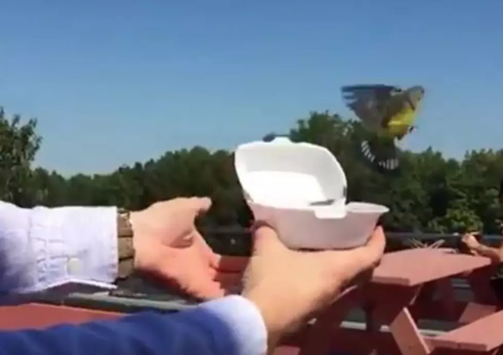 Man Releases Wild Bird &#8211; That Wasn&#8217;t Supposed To Happen [Video]