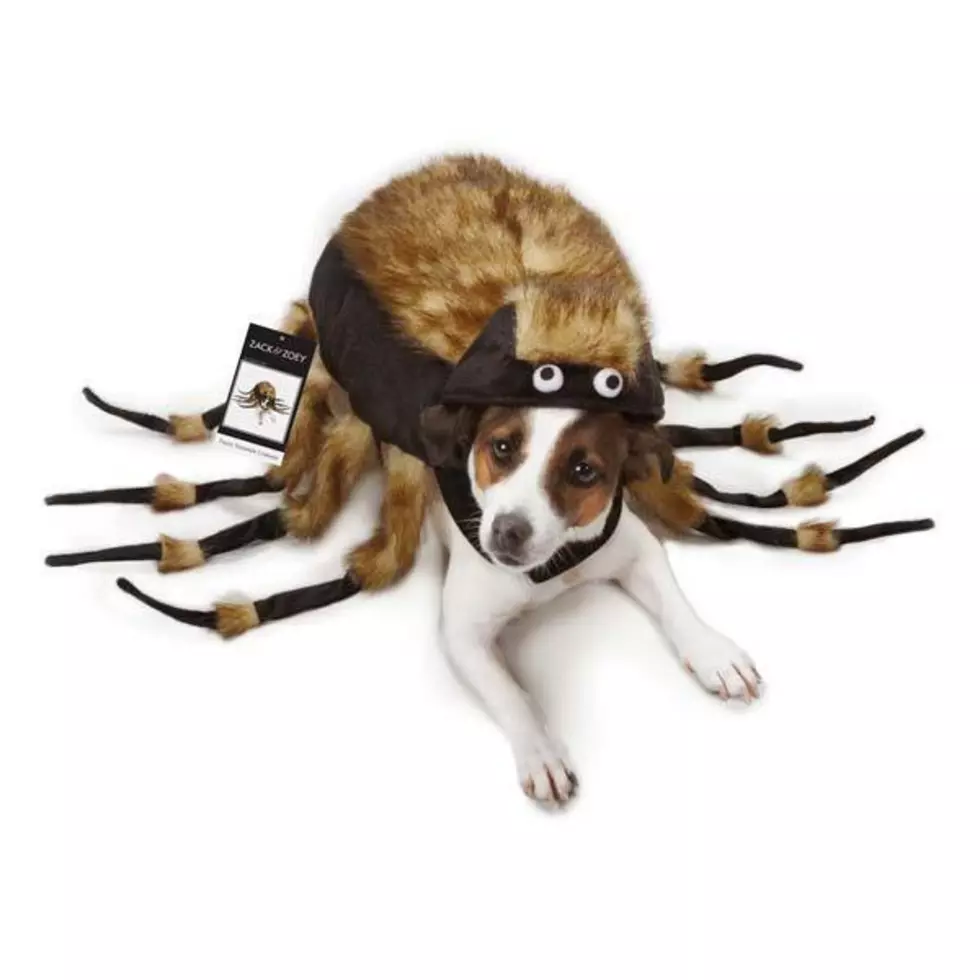 5 Most Popular Pet Costumes This Halloween