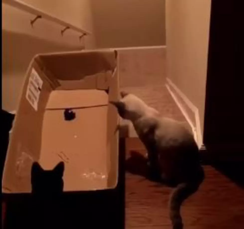 Cat Tricked Into Sliding Downstairs In A Box [Video]