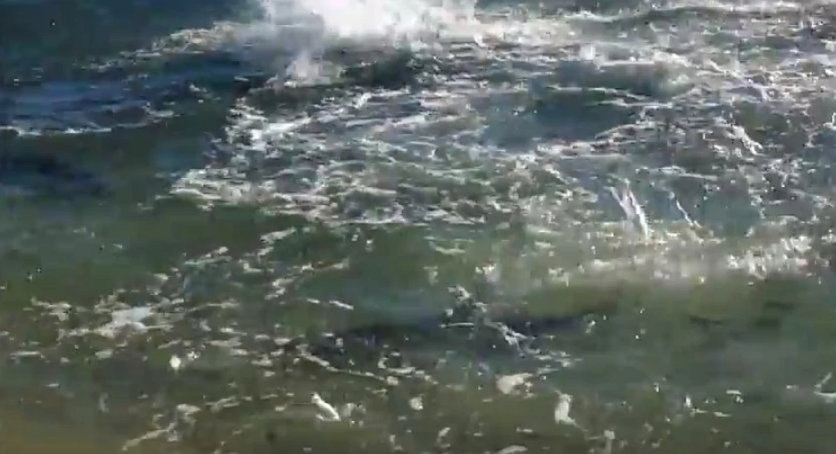 Another Shark Sighting Off Florida Gulf Coast [Video]