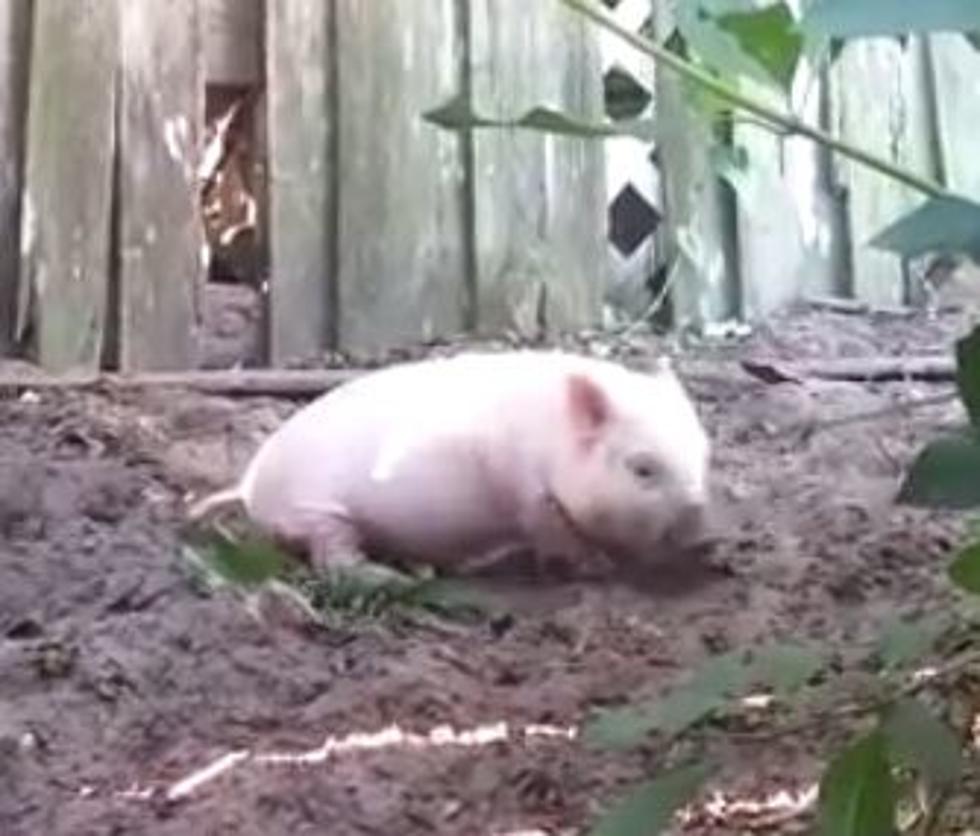 This Is What A Pig Looks Like When He’s Happy [Video]
