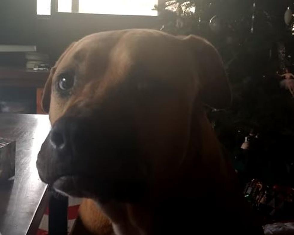 Dog Wants To Howl But Can’t [Video]