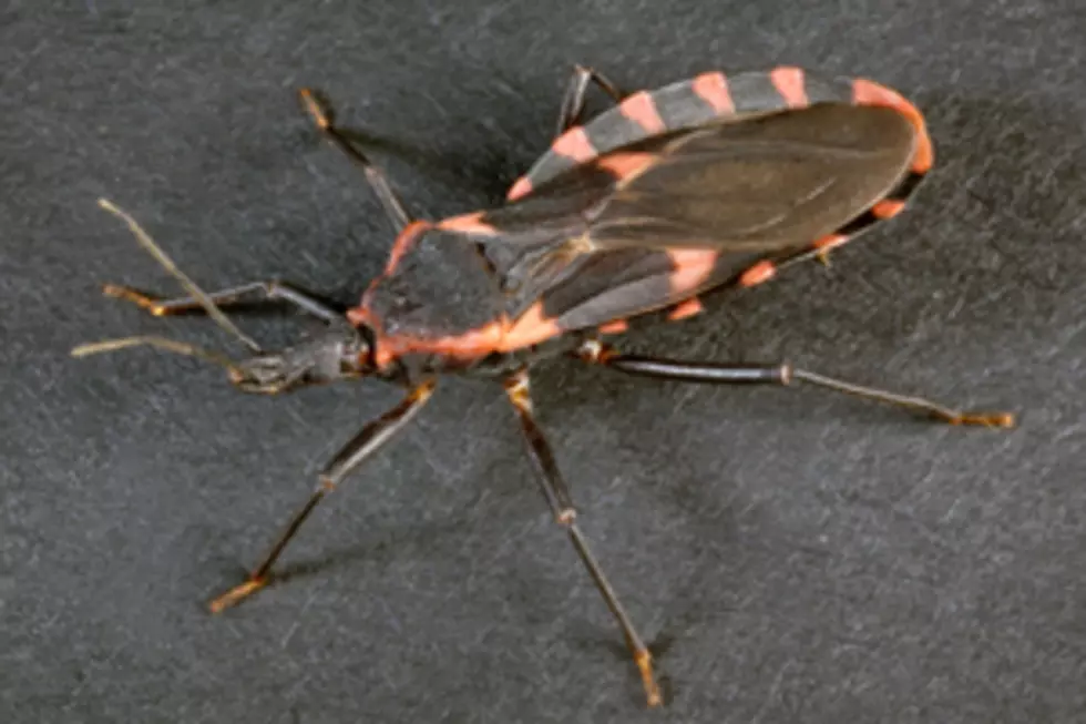 Dangerous &#8216;Kissing Bug&#8217; Threatens Louisiana