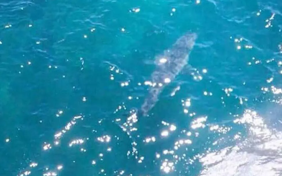 Australian Beach Evacuated After Shark ‘As Big As Jaws’ Spotted