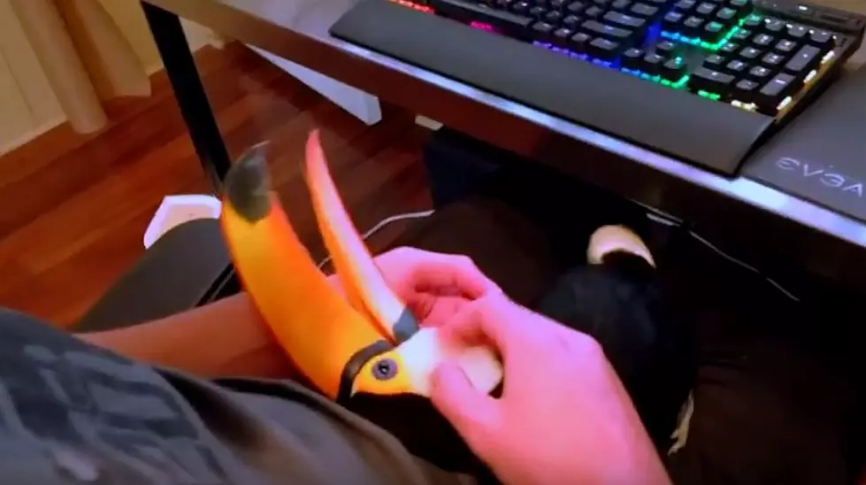 Louisiana Man’s ‘Ripley The Toucan’ Video Goes Viral [Video]