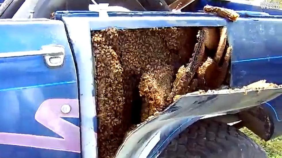 Man Finds Massive Honey Bee Colony Inside Truck’s Body [Video]