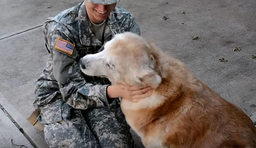 This Elderly Dog Cried When She Welcomed Her Best Friend Home From The Army [Video]