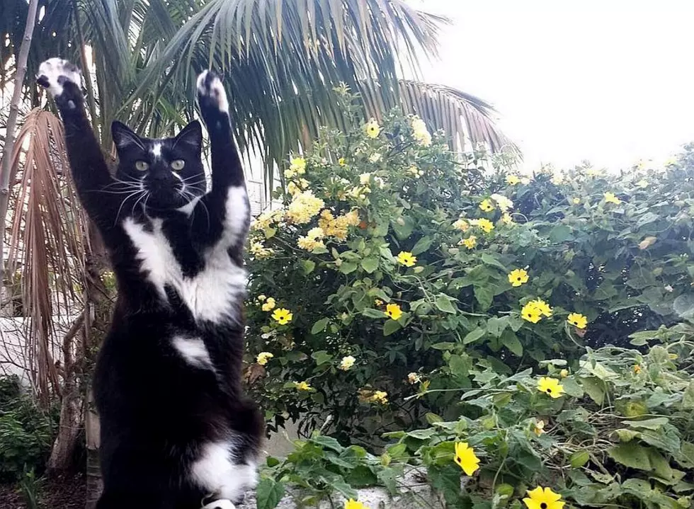 The Internet Is Freaking Over &#8216;Keys The Goal Kitty&#8217; Who Loves Putting Her Paws In The Air [Video]