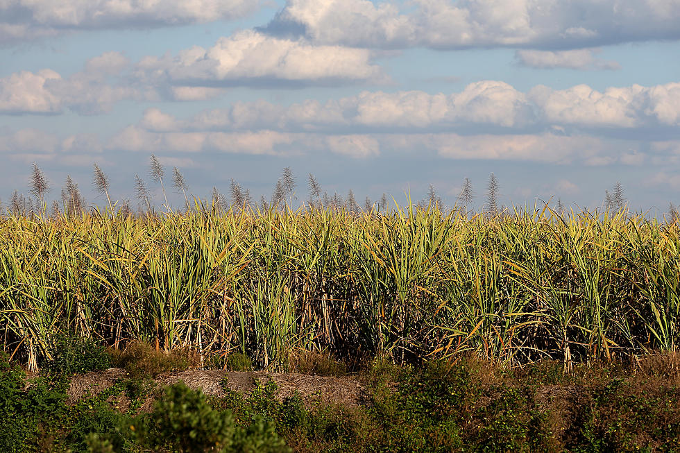 Proposed Plant Would Create Over 125 Jobs in Iberia Parish