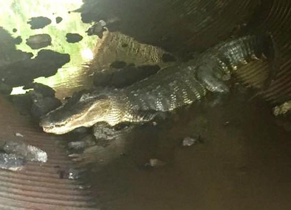 Parents Warned After 8-Foot Gator Spotted In Livingston Drainage Canal