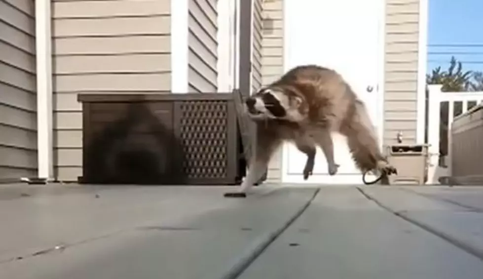 Raccoon Attacks Homeowner &#8211; Hilarity Ensues [Video]