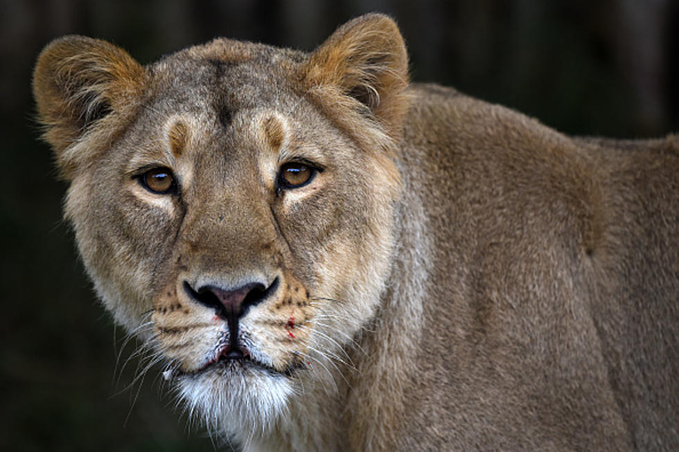 $5 Million Gift Will Help Bring Back Lions to Audubon Zoo in New Orleans