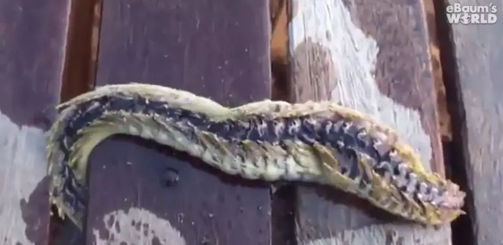 What Kind Of Worm Is This? [Video]