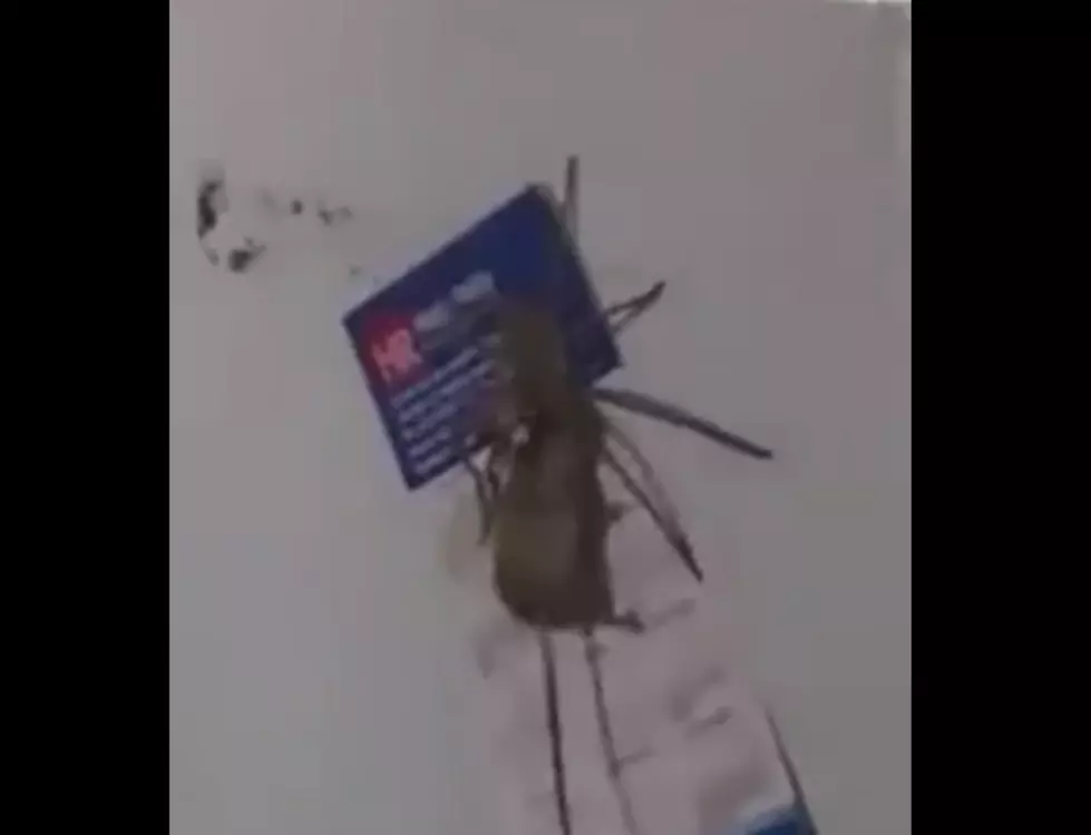 Giant Spider Hunts And Catches A Mouse [Video]