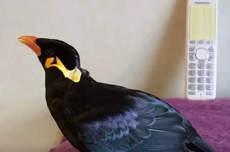 Hey, Want To See A Bird Speak Japanese? [Video]