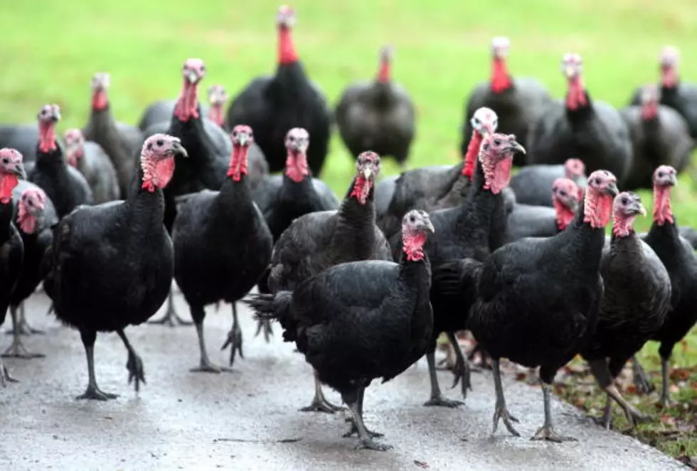 Do Turkeys Lay Eggs? Then Why Don&#8217;t We Eat Them?
