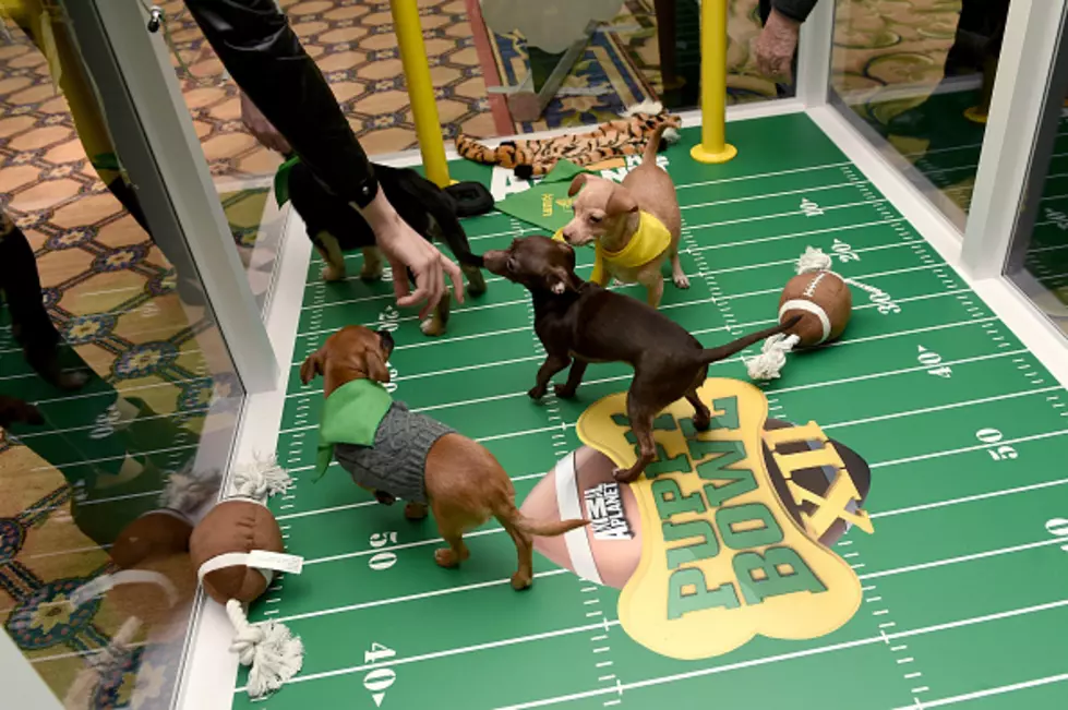 &#8216;Puppy Bowl&#8217; to Feature Rescues This Year [VIDEO]