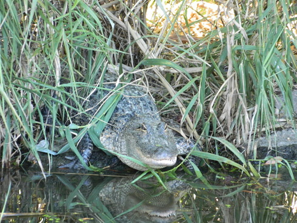 Louisiana Department of Wildlife Opens Alligator Hunting Lottery