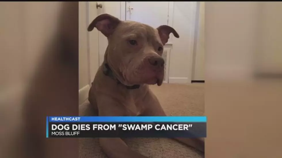 Louisiana Family&#8217;s Dog Dies From &#8216;Swamp Cancer&#8217;