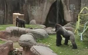 Pregnant Woman Injured By Audubon Zoo Gorilla