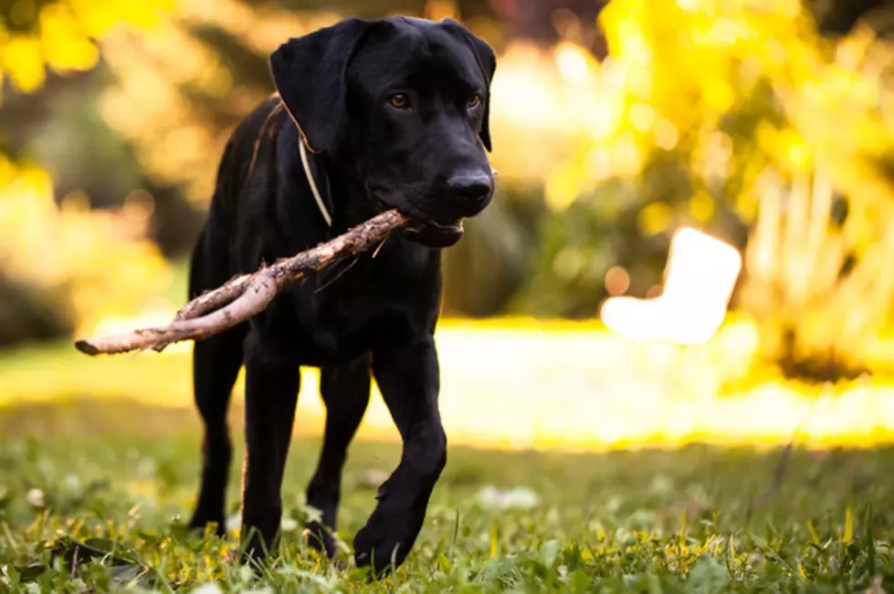Labrador Retriever Most Popular Dog in America for 26th Straight Year