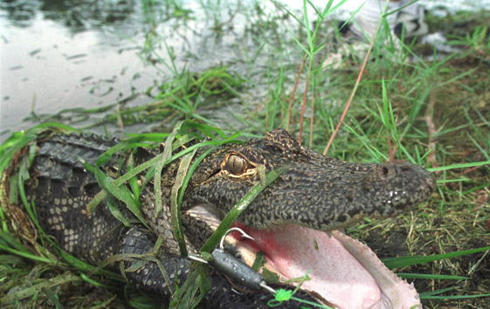 Louisiana Department Of Wildlife And Fisheries Now Accepting Applications For Alligator Hunters