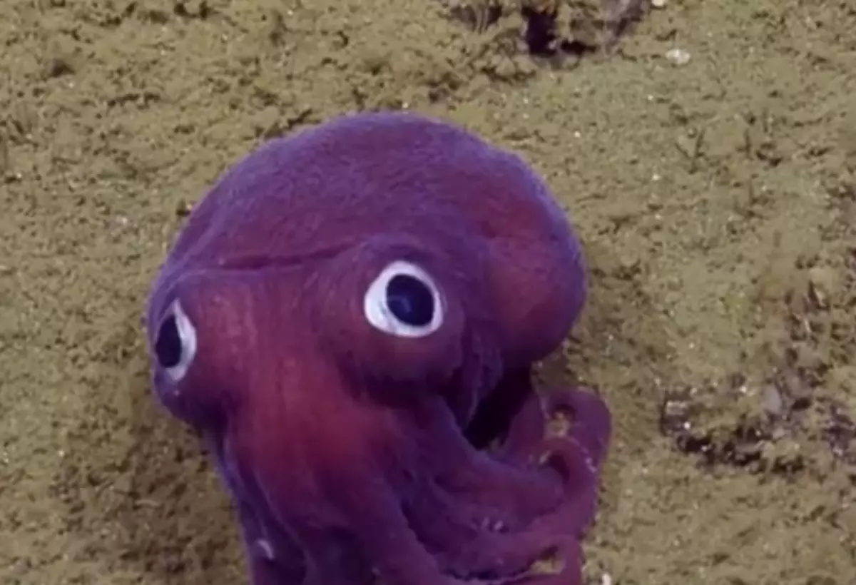Scientist Find An Adorable 'Cuddle Fish' During A Live Stream And Kind ...