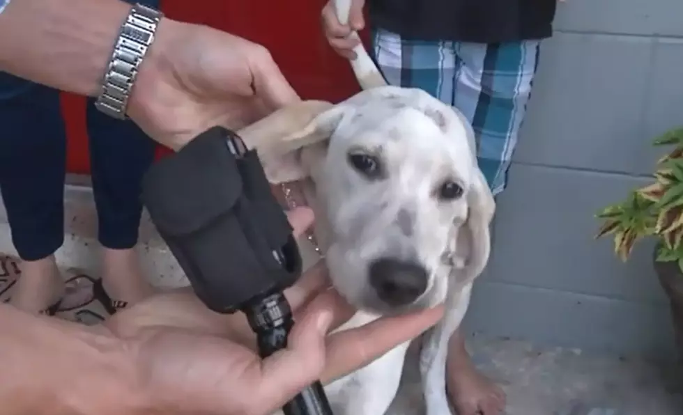 Florida Man Bites Family Puppy to “Teach It a Lesson”