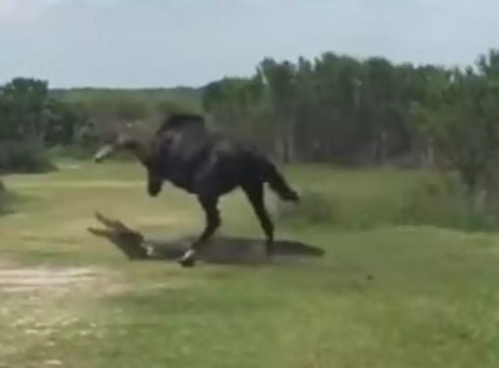 Wild Horse Attacks Alligator [Video]