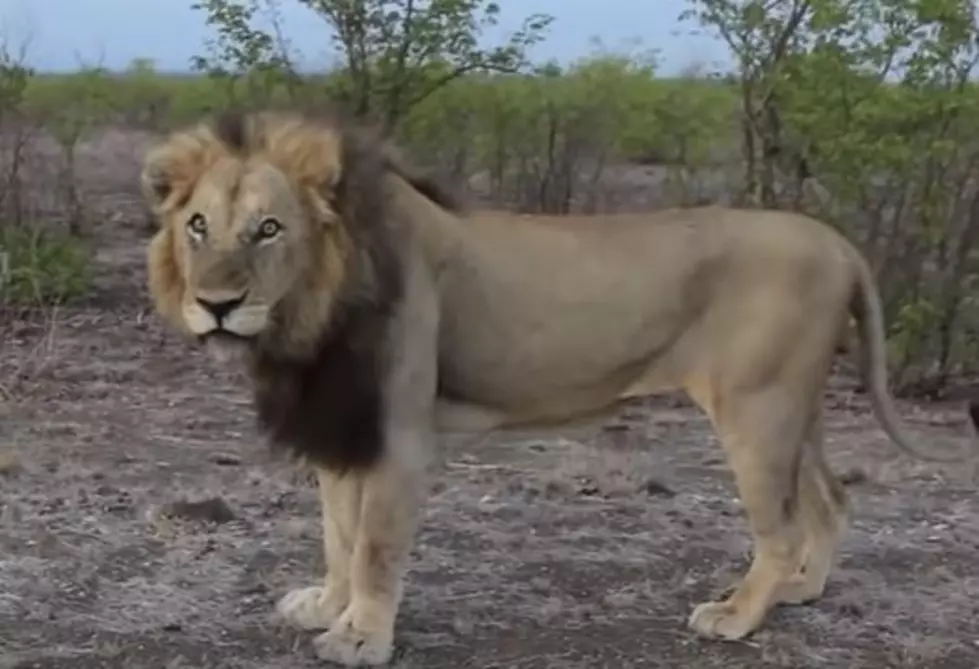Man Teases Lion, Gets Instant Karma [Video]