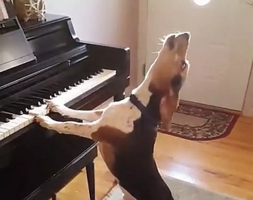 Meet Buddy, The Dog Who Sings And Plays Piano [Video]