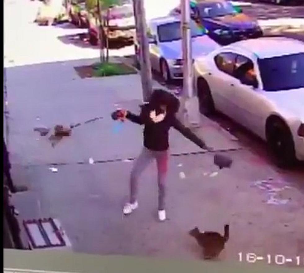 Woman Protects Her Dog During A Cat Attack In A Very Different, Strange But Yet Effective Way [Video]