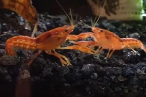 Drunken Crawfish Reveal Interesting Facts About Drunken Humans