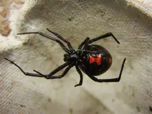 4 Deadly Spiders Found in Louisiana You Need to Avoid This Summer