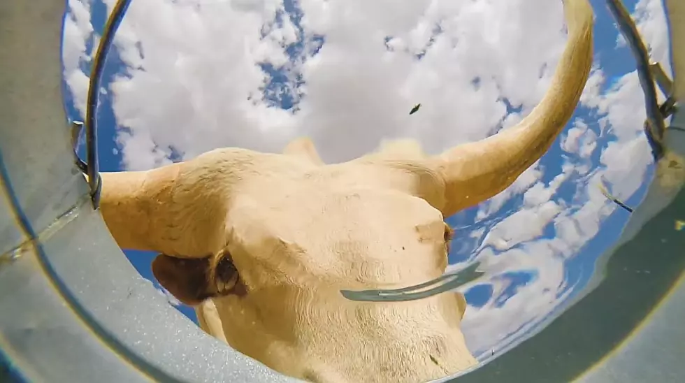 Farmer Places GoPro Camera At The Bottom Of Water Bucket To See What Animals Stop To Take A Drink, And The Result Is Fantastic [Video]