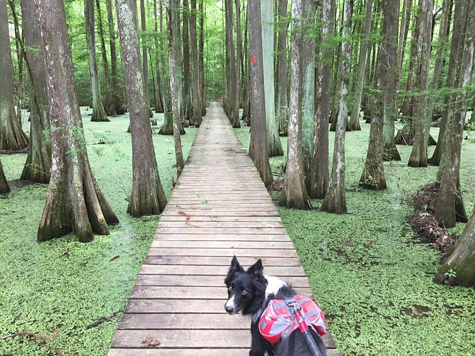 Some Louisiana State Parks Partially Reopened