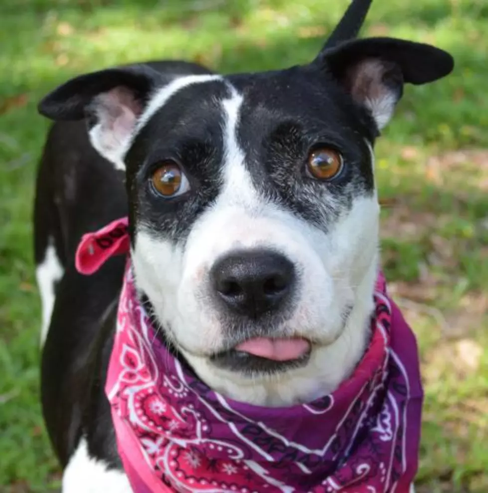 Help Us Find a Home for Sweet Cakes: Adopt-a-Dawg [Watch]