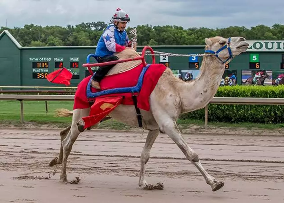 Harrah&#8217;s Louisiana Downs Gains National Attention For 4th Of July Camel Races [Video]