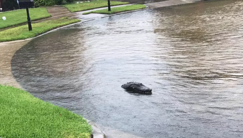 Texas Residents Dealing With Alligators Showing Up Everywhere Due To Flooding From Harvey [Video]