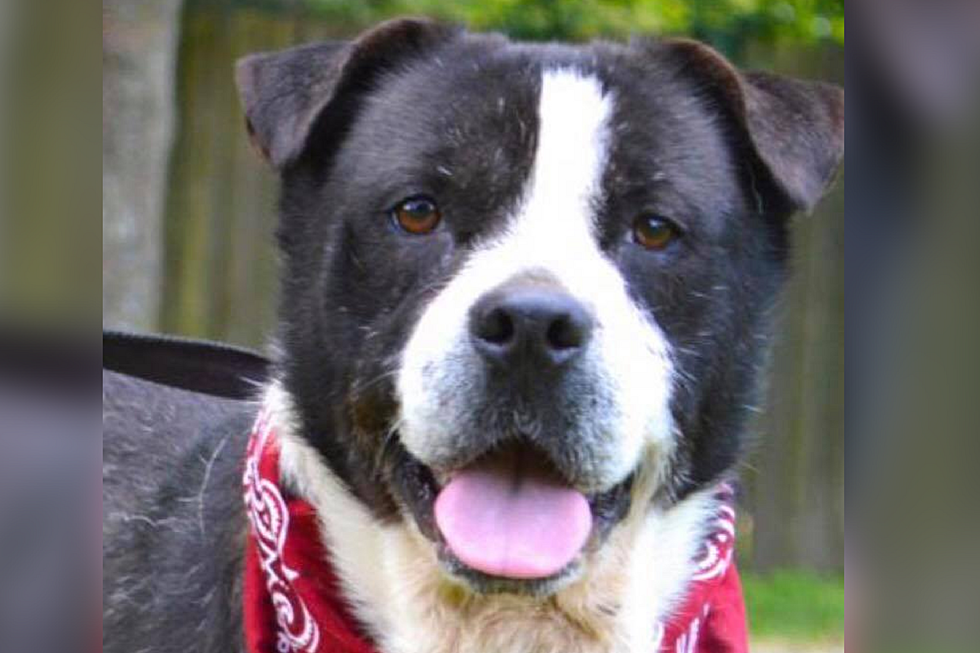 Help Us Find a Home for Beethoven: Adopt-a-Dawg [Watch]