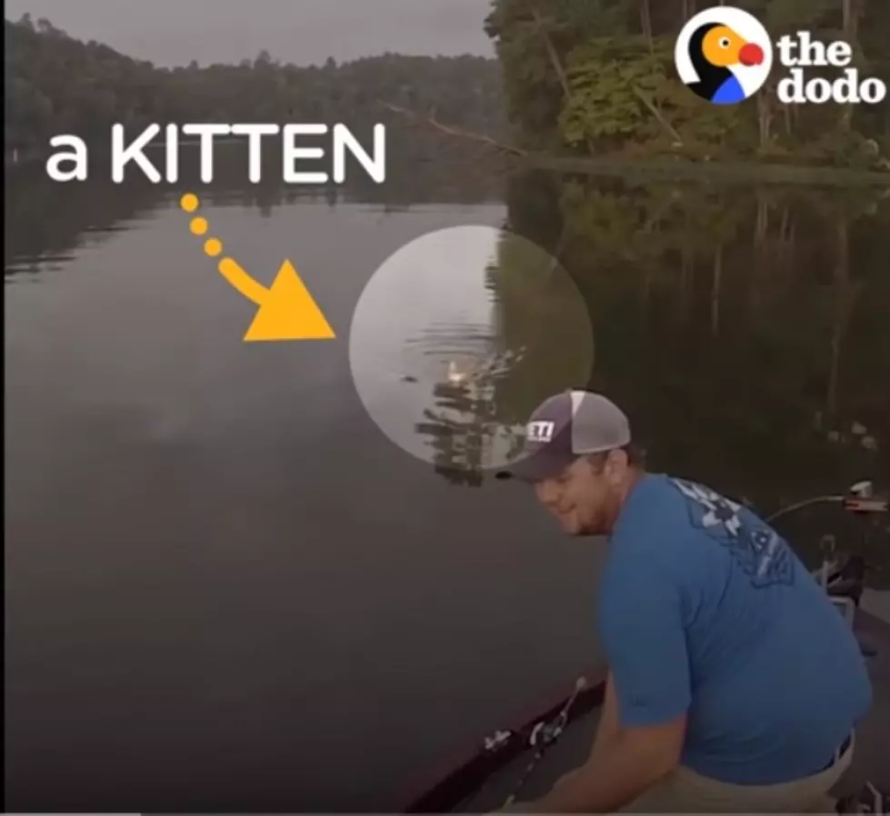 Two Guys Go Fishing And Catch…Kittens [Video]