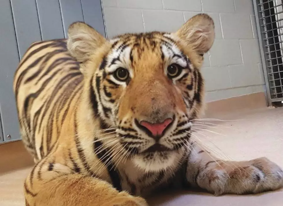 Warning For Fans Of LSU&#8217;s Live Tiger Mascot