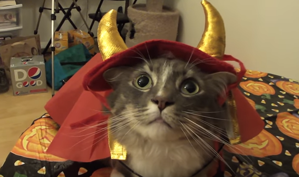 9 People Put Cute Cats in Costumes and Lived to Tell About It