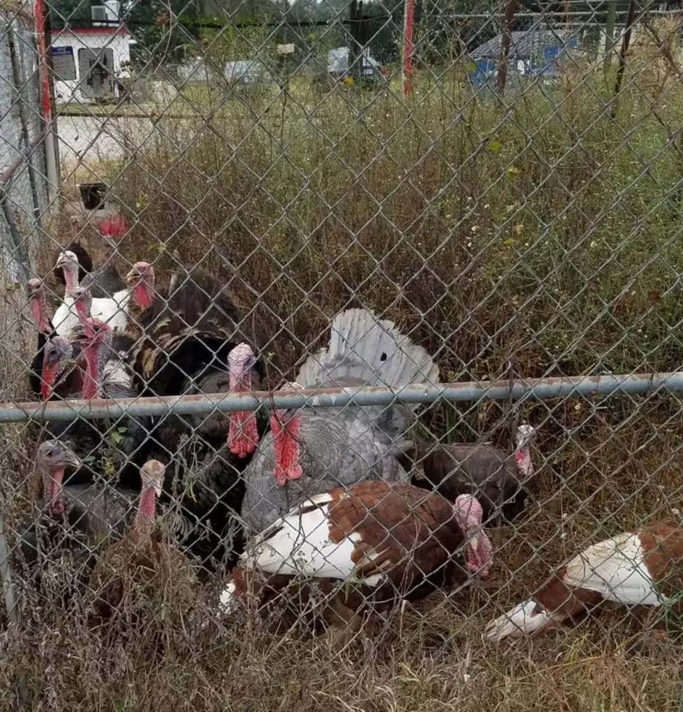 Flock of Turkeys Found 